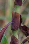 Denseflower knotweed